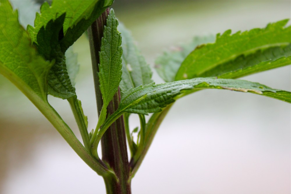Leaf attachment in blue vervain