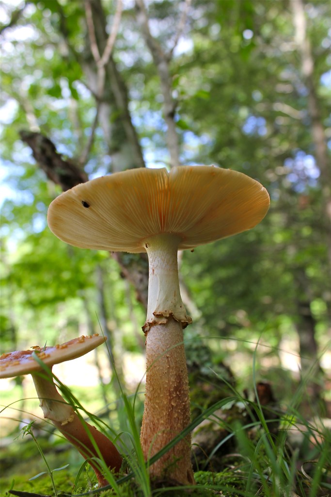 The Blusher, Amanita rubescens