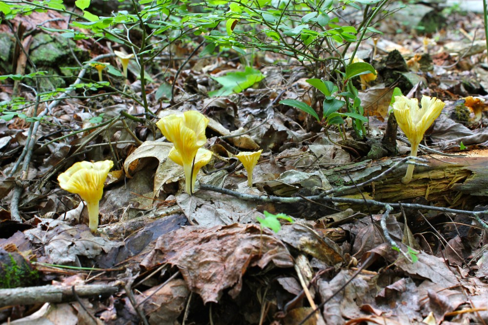 Mystery mushroom: Golden-gilled Gerronema?