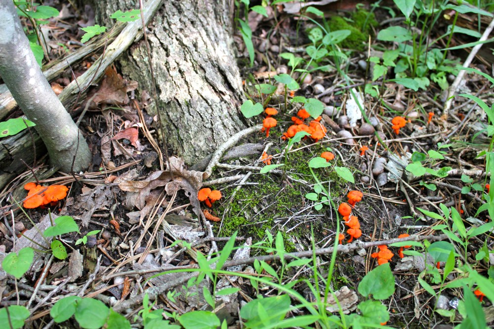 Cantharellus cinnabarinus