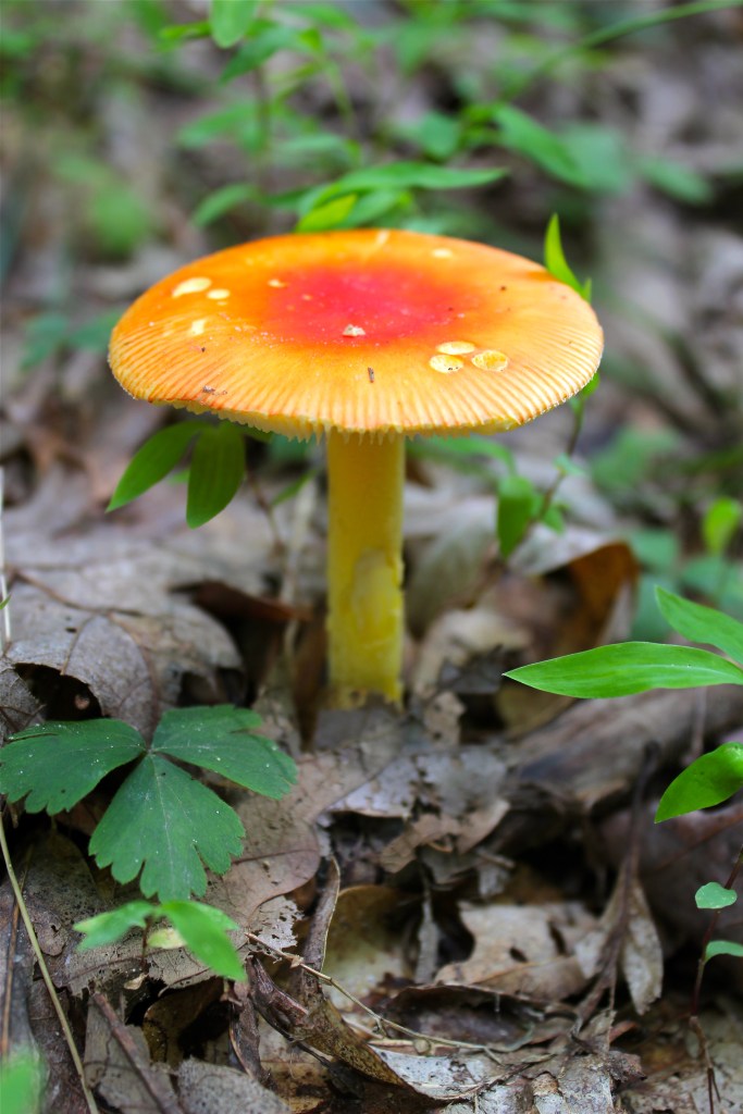 Amanita jacksonii