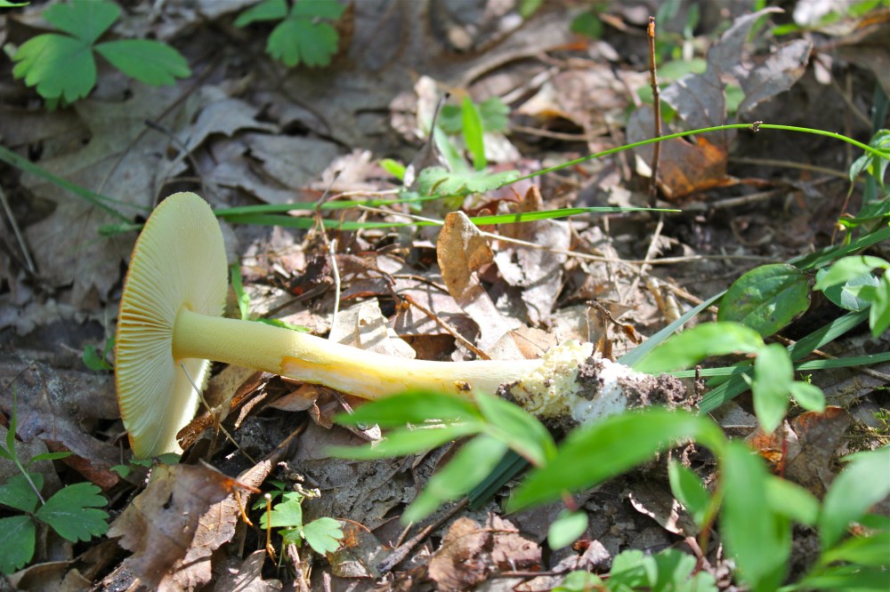 Amanita jacksonii, underside 