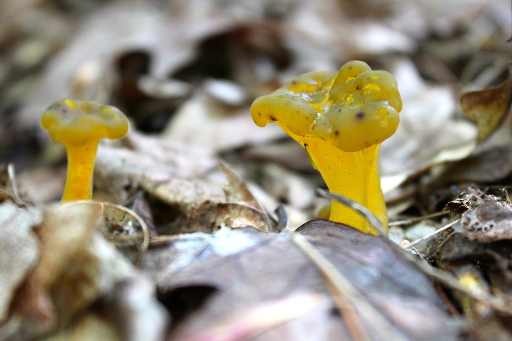 Jelly Babies, Lotia lubrica