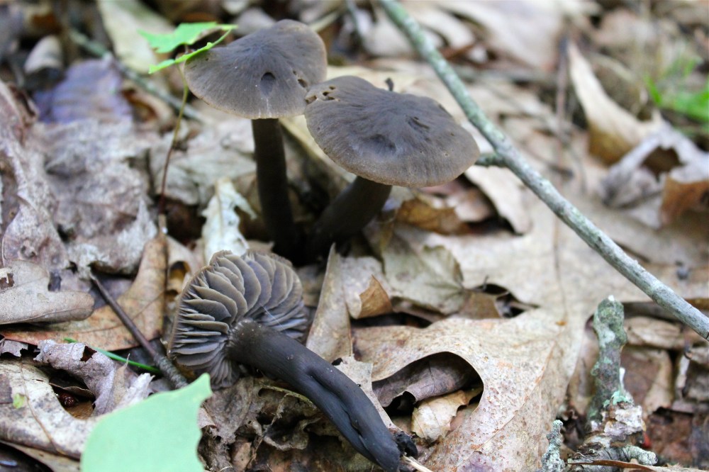 Hygrocybe subovina, brown sugar waxy cap