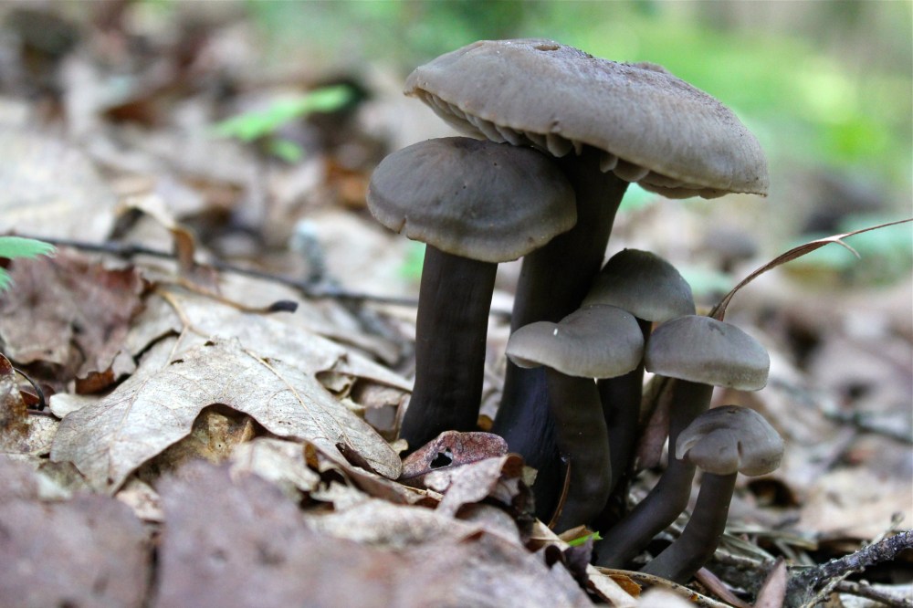 Brown Sugar Waxy Caps, Hygrocybe subovina