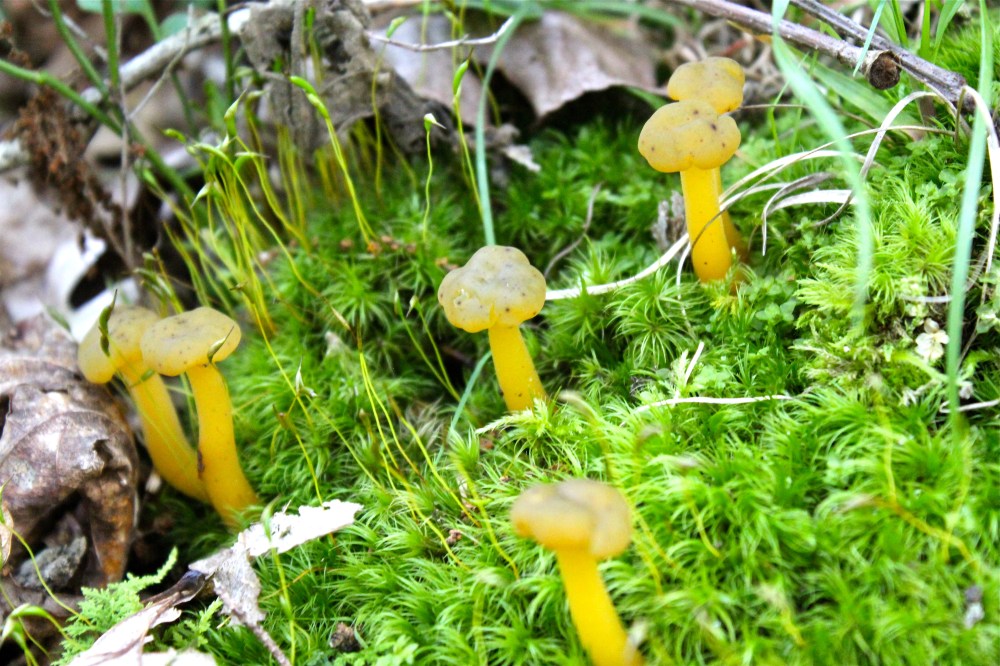 Jelly Babies, Lotia lubrica