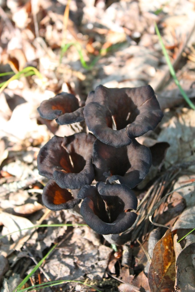 Black Trumpets 