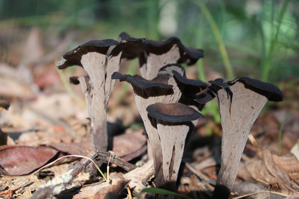 Black Trumpets