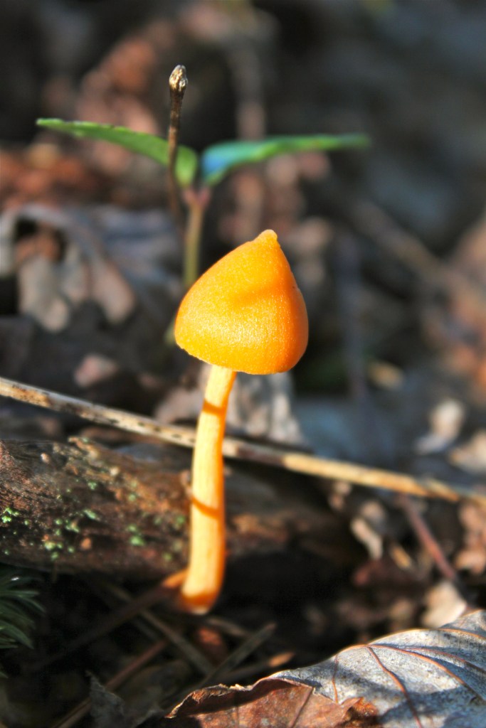 Entoloma salmoneum