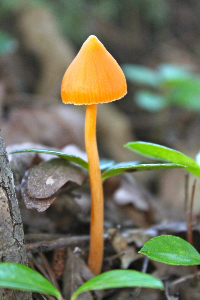 Entoloma salmoneum