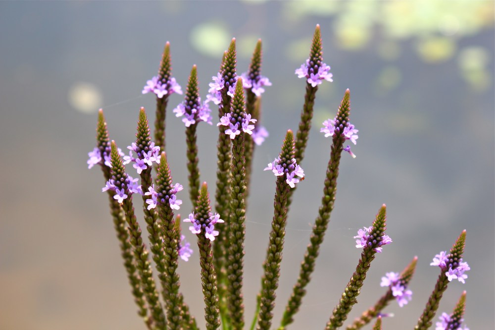 Blue vervain