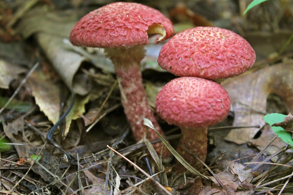Suillus pictus or Painted suillus