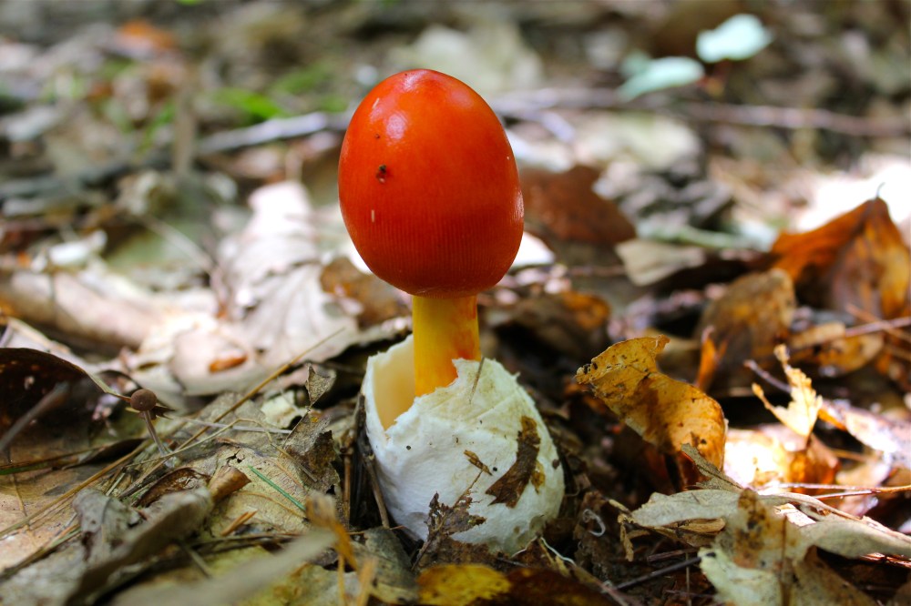 Amanita Jacksonii