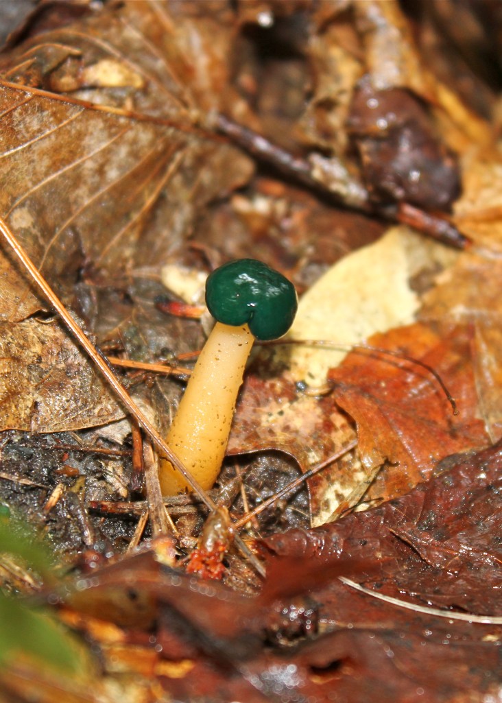 Green-headed Jelly Baby, Leotia viscosa