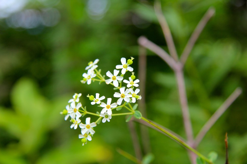 Flowering Spurge