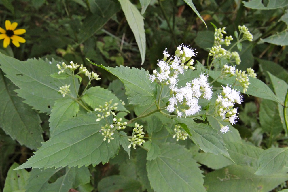 The leaves and flowers of snakeroot