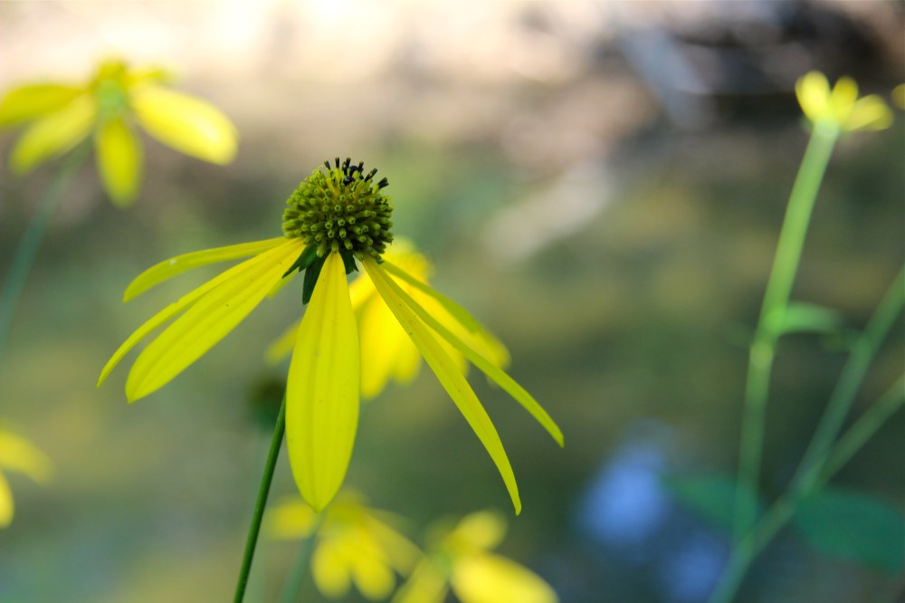 Green-Headed Coneflower