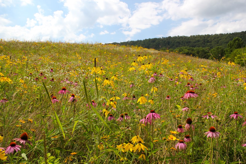 A field of purple and gray-headed coneflowers