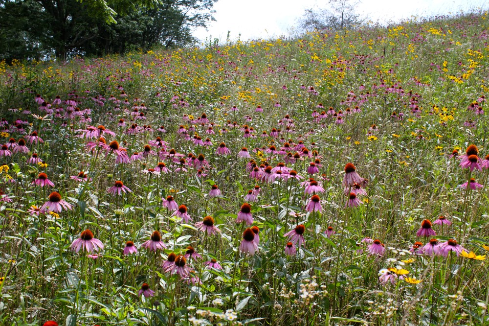 A mixed field of Purple Coneflower, Gray-Headed Coneflower and Coreopsis