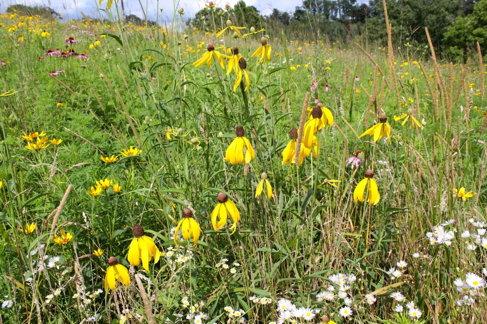 Gray-Headed Coneflowers
