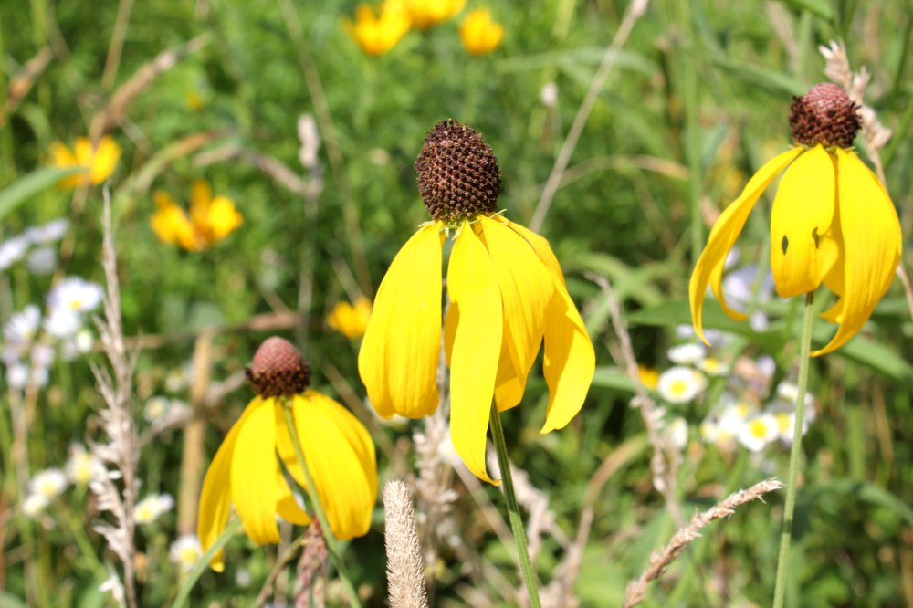Gray-Headed Coneflowers