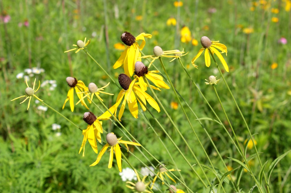 Gray-Headed Coneflowers