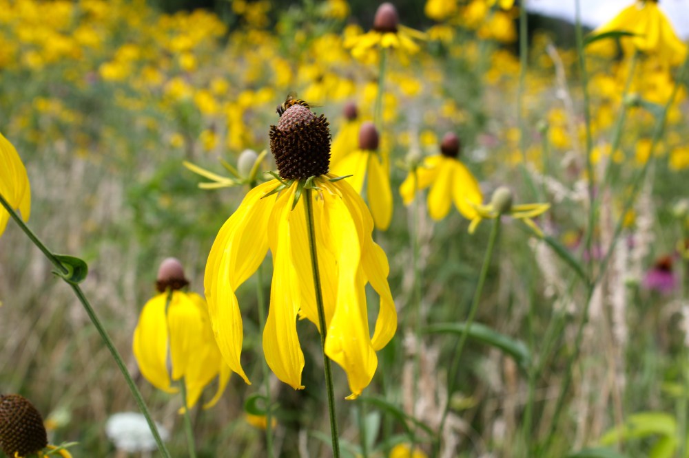 Gray-Headed Coneflowers