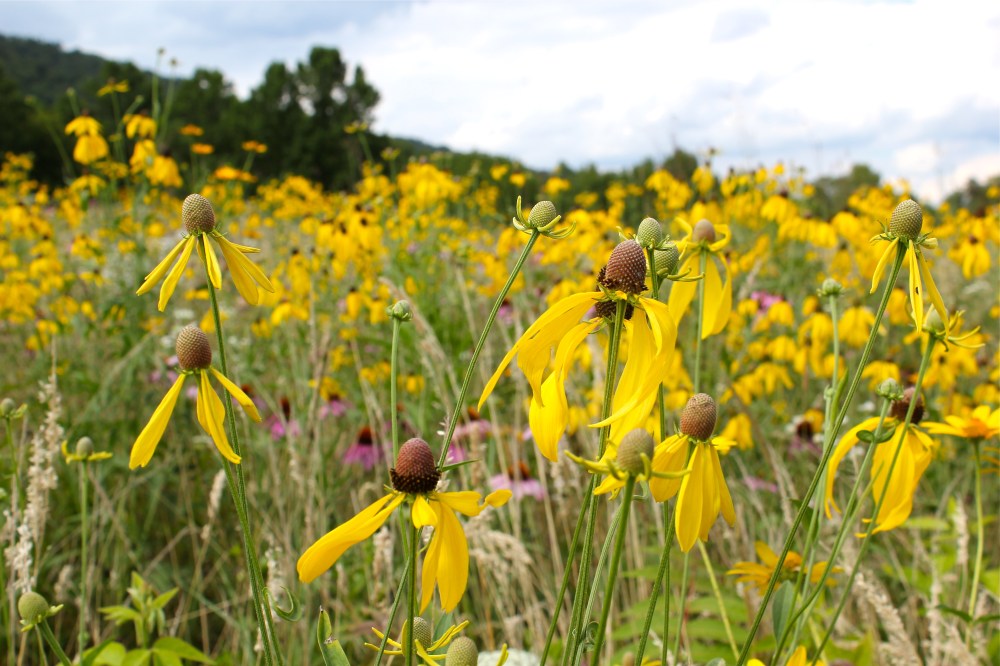 Gray-Headed Coneflowers