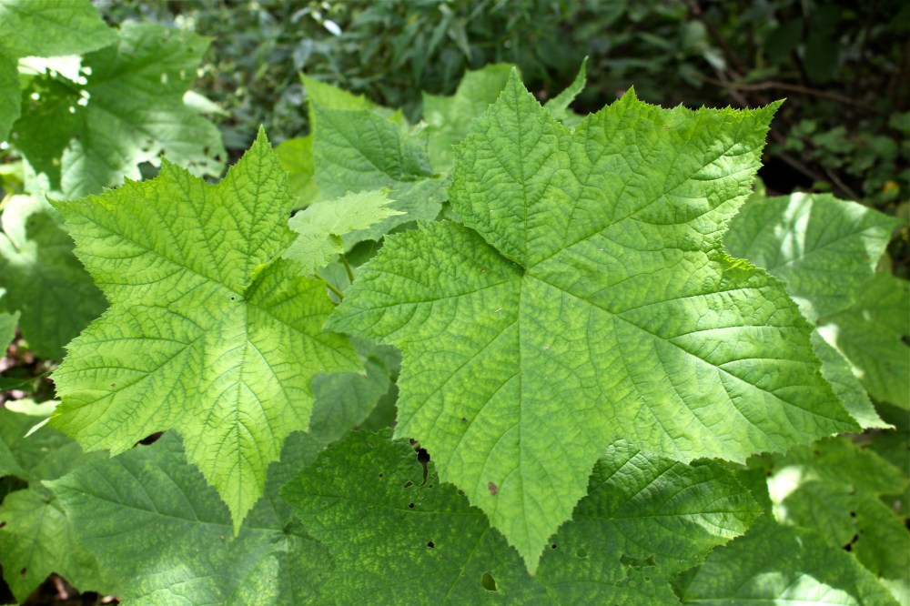 Purple flowering raspberry