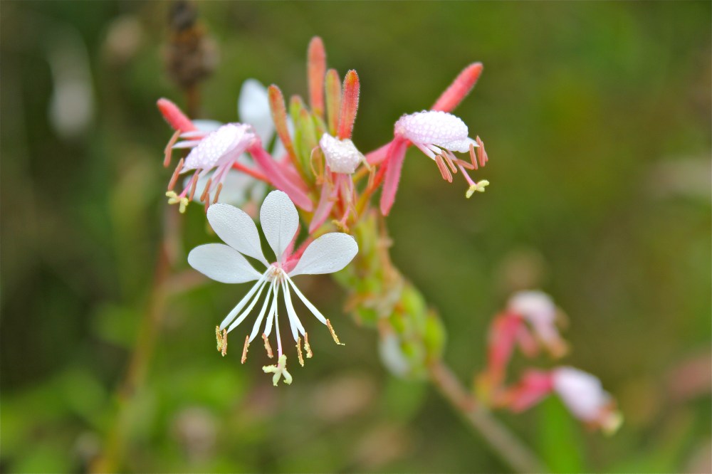 Biennial Gaura or Beeblossom