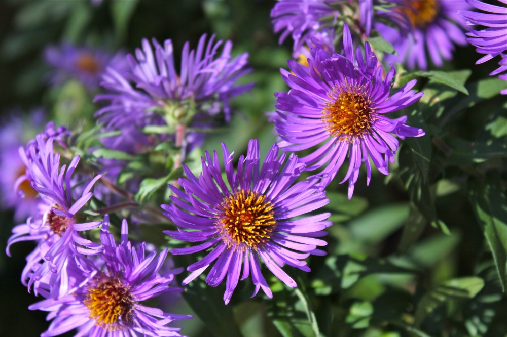 New England Aster