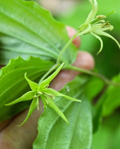 The flowers hang in "twos or threes" from the tip of the stems