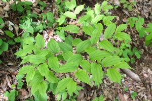 Fairy Bells in bloom