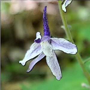 delphinium flower