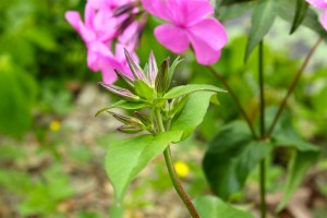 Flower buds are arranged in a tight cluster at the top of the plant