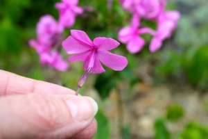 The flower is 5-lobed with a long tube in the rear; not hairy (smooth)