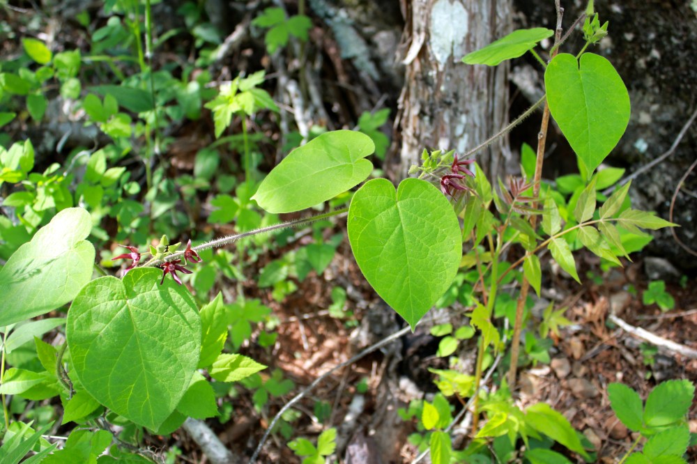 Climbing Milkweed