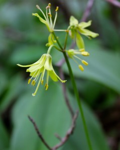Yellow Clintonia or Blue Bead Lily