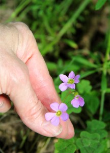Violet Wood Sorrel