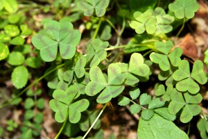 Violet Wood Sorrel