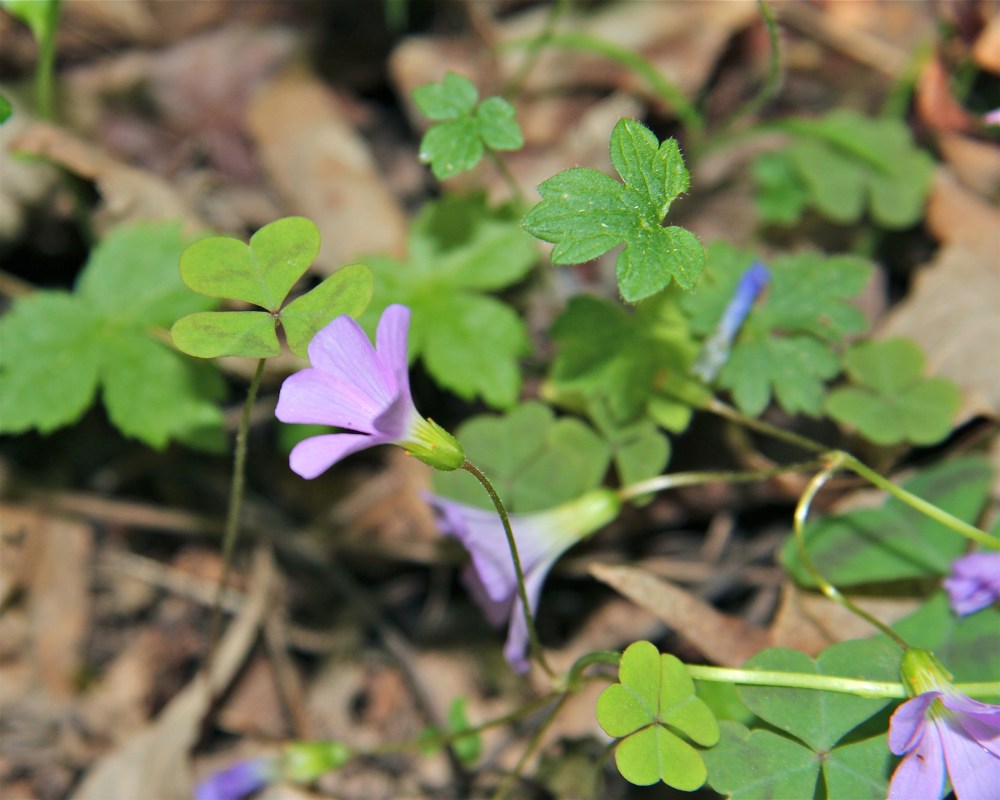 Violet Wood Sorrel
