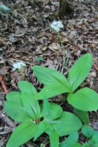 Speckled Wood Lily or White Clintonia