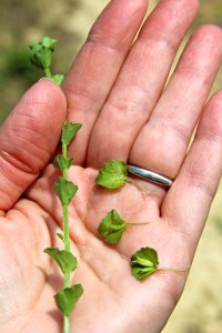 Leaves and stem of Venus' Looking Glass