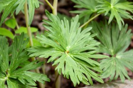 Leaves of Dwarf Larkspur