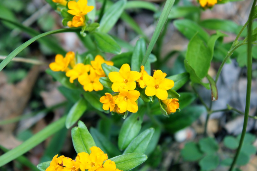 Hoary Puccoon