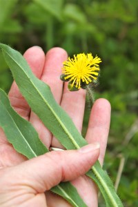 Leaves and flower cluster of King Devil