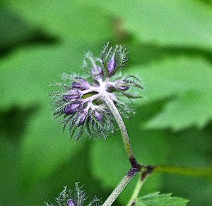 Flowers begin to open in June from 