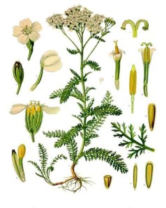 Achillea millefolium