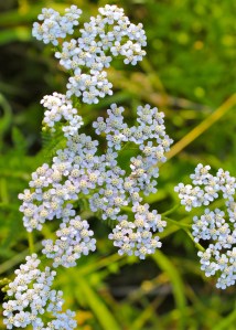 Yarrow: the flower heads have five white petals