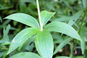Canada Lily: leaves in a whorl